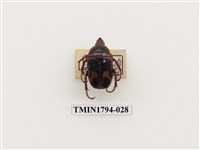 藏品(婆羅洲昆蟲)的圖片